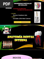 Anatomía Dental Interna