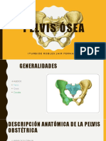 Pelvis Osea