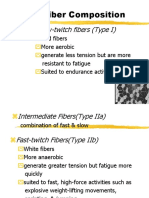 Muscle Fiber Composition: Slow-Twitch Fibers (Type I)