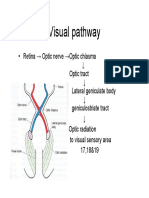 Visual Pathway