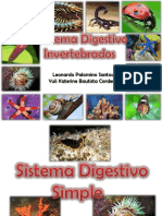 Sistema Digestivo Invertebrados