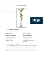 Laboratorio 1 Gimnospermas y Angiospermas