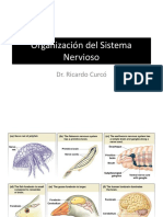 Organizacic3b3n Del Sistema Nervioso y Sistema Motor Sensitivo