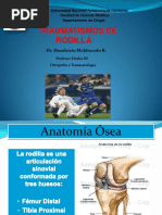 Ex Fisico Rodilla