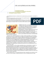 Embriología de Las Glándulas Salivares