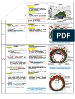 2da Semana. Periodo Pre-Embrionario