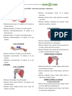 Huesos de Los Miembros Superiores - Inserciones Musculares