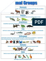 Animal Groups Chart