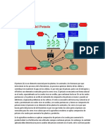 Ciclo Del Potasio