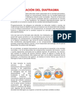 Formación Del Diafragma