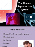 The Human Reproductive System