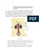 Sistema Renal