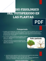 Fotoperiodo en Las Plantas