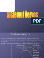 Sist Nervos1