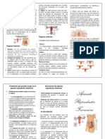 Aparato Reproductor Femenino TRIPTICO