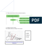 Anatomia Radiologica Miembros Inferiores.