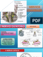 Nervios Craneales