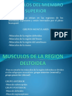 Musculos Del Los Miembros Superiores