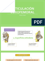 Articulación Coxofemoral