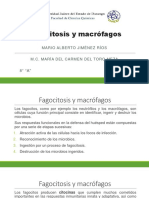 Fagocitosis y Macrocitosis