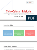 Ciclo Celular Meiosis