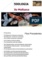 4t. Mollusca 2014