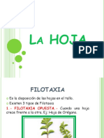 Clase 7 Hoja Filotaxia