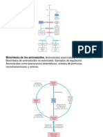 Biosintesis de Aminnoacidos