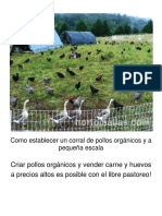 Como Establecer Un Corral de Pollos Orgánicos y A Pequeña Escala