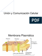 Uniones Celulares