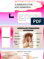 Anatomia y Fisiologia de Organos Reproductores-Tema 1