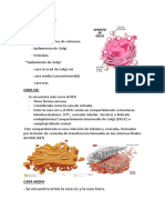 Aparato de Golgi - Docx 22