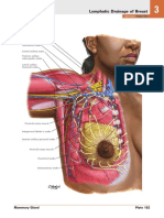 Lymphatic Drainage of Breast : See Also