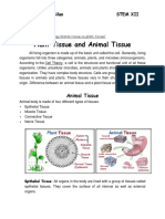 Plant Tissue and Animal Tissue