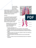 Anatomia Estructuras Del Pulmon