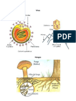 Virus, Bacterias, Protozoos, Hongos y Algas