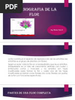 Organografia de La Flor Tema 8