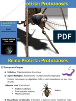 Aula Protozooses