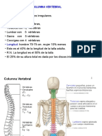 Clase 1 - Columna Vertebral