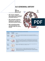 Middle Cerebral Artery