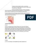 Sistema Fonológico