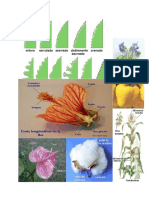 Catalogo de Plantas de Curahuasi