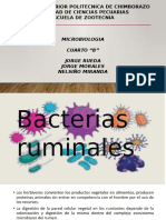 Bacterias Del Rumen