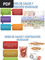 Iones de Calcio y Contracción Muscular