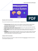 Nervous System Anatomy and Physiology