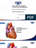 Anatomia 7