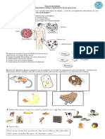 Guía Célula y Organización de Los Seres Vivos