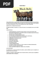 Black Belly