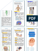 El Sistema Nervioso Triptico PDF