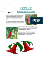 COPIHUE